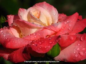 Diamond Rose Flower Photography